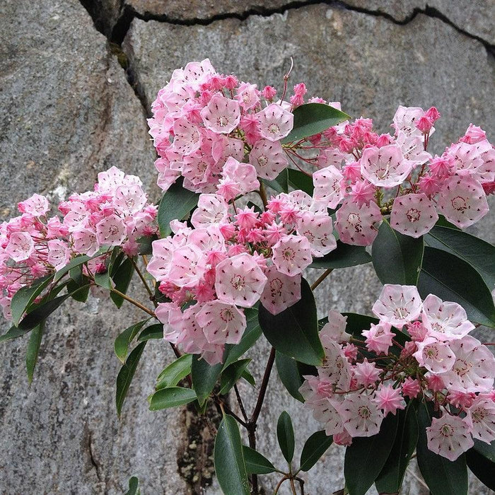 Kalmia latifolia 'Good Show'  - Good Show Mountain Laurel - Shipped