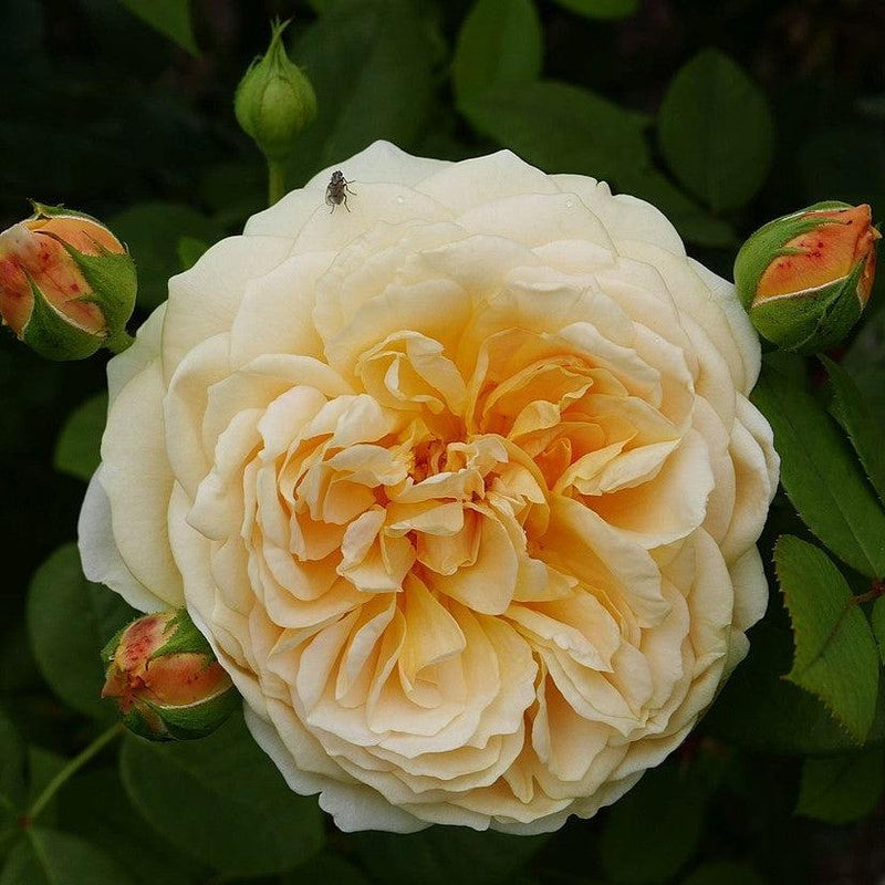 Teasing Georgia® Rose - Shipped