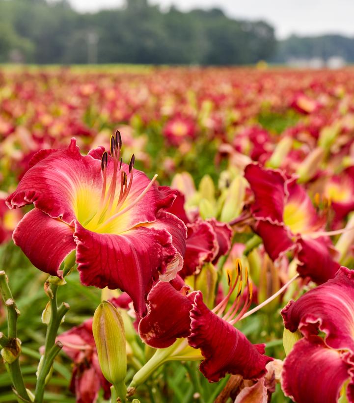 Daylily (Hemerocallis) Rainbow Rhythm 'Blood Sweat and Tears' - In Store Pickup