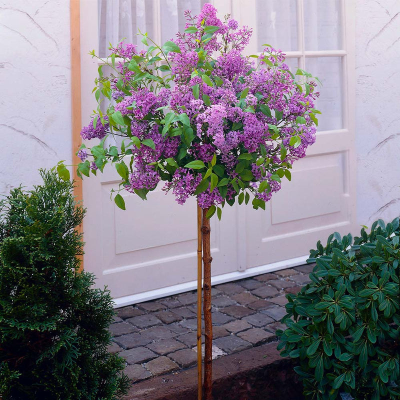 LILAC  - REBLOOMING (SYRINGA X BLOOMERANG) `DARK PURPLE` - TREE - In Store Pickup
