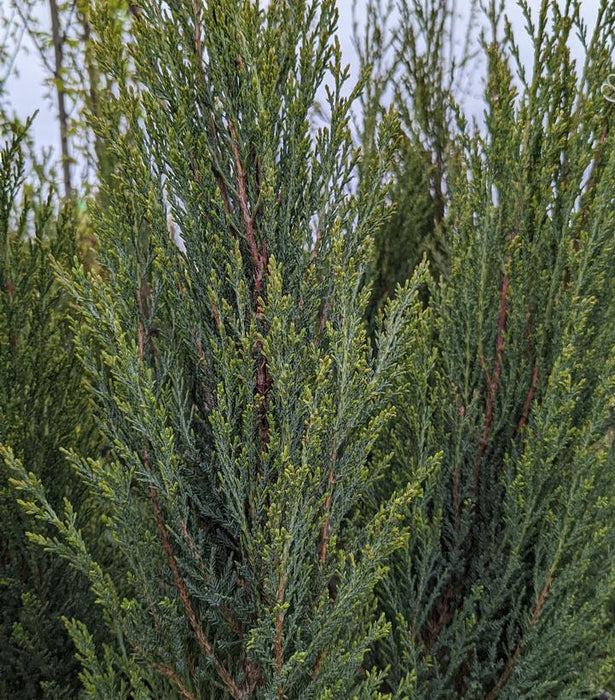 Juniperus 'Blue Arrow' - In Store Pickup