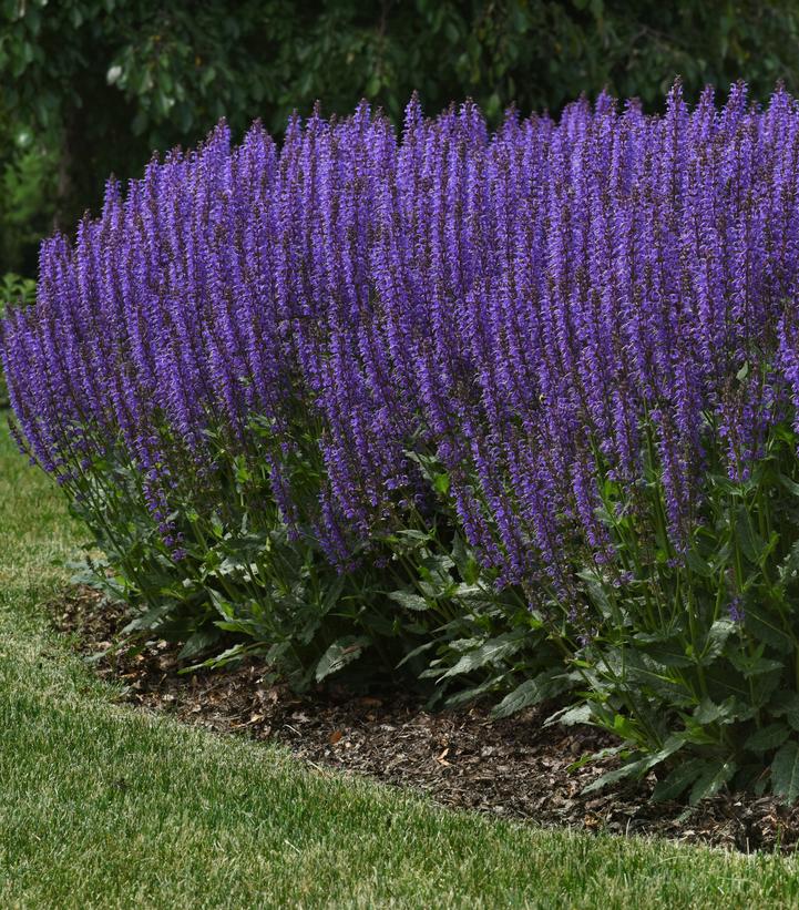 SALVIA NEMEROSA 'BLUE BY YOU' - In Store Pickup