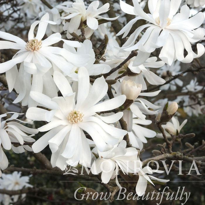Magnolia stellata 'Royal Star'  - Royal Star Magnolia - Shipped