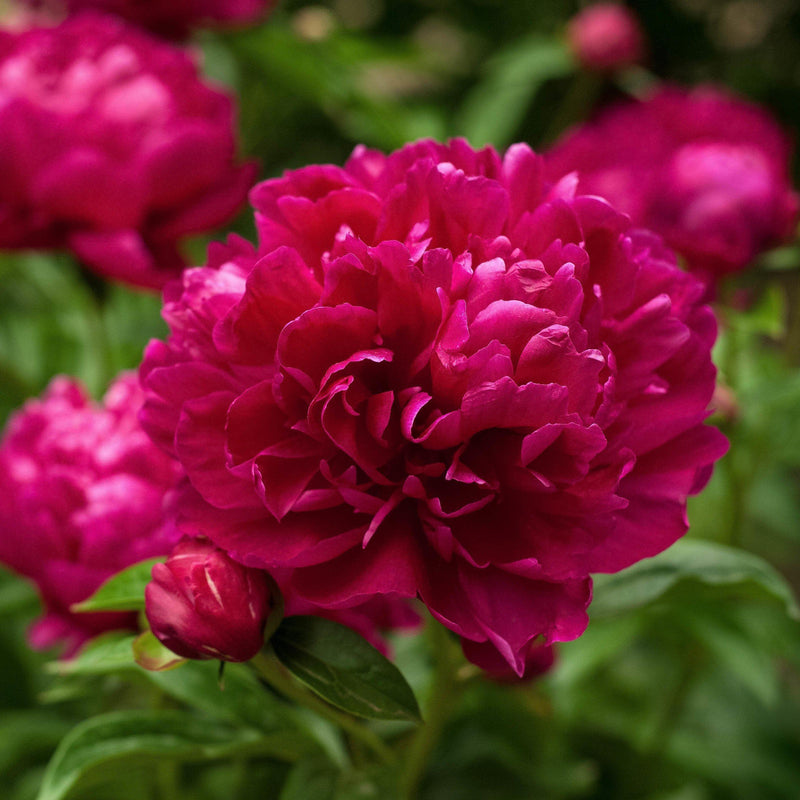 Karl Rosenfield Peony - Shipped