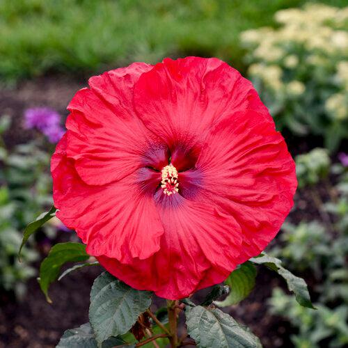 Hibiscus 'Valentine Crush'  - Summerific® Valentine Crush Hibiscus - Shipped