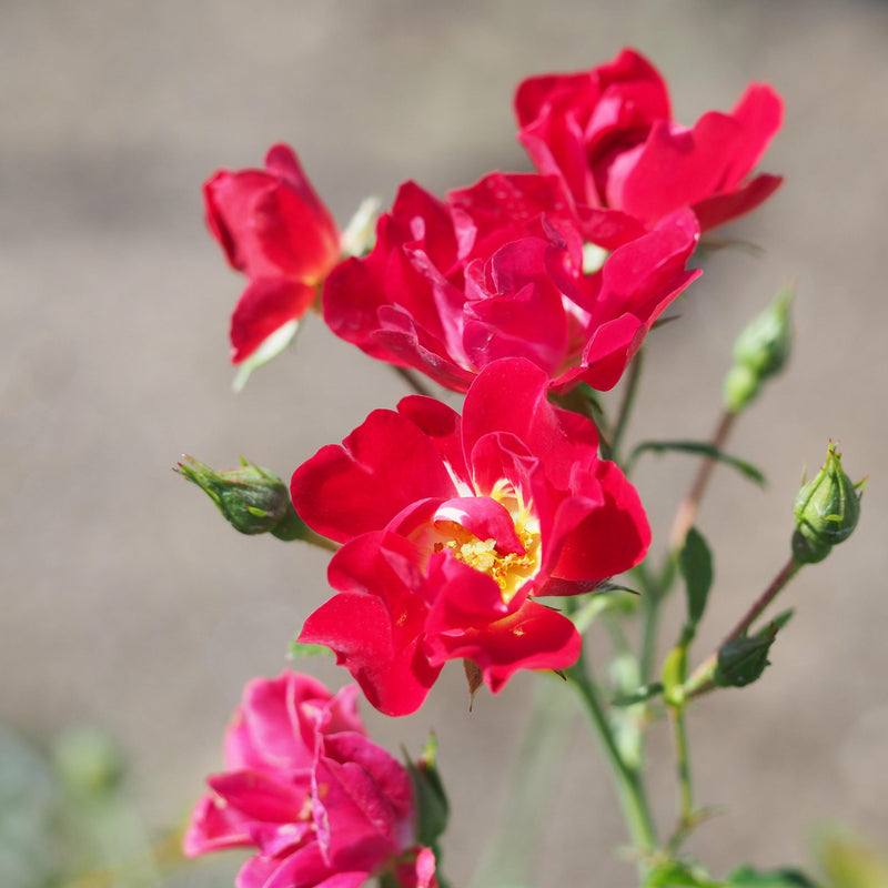 Red Drift® Rose - Shipped