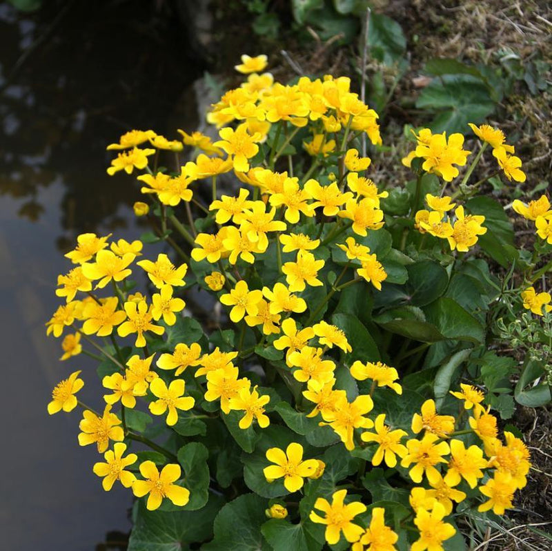 Marsh Marigold - Shipped