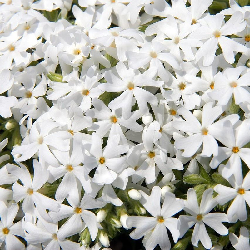 Snowflake Creeping Phlox - Shipped