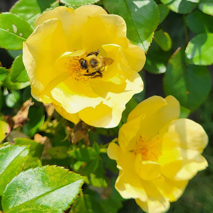 Rosa 'SRPylwko' PP 35,465  - Easy Bee-zy™ Knock Out® Rose - Shipped