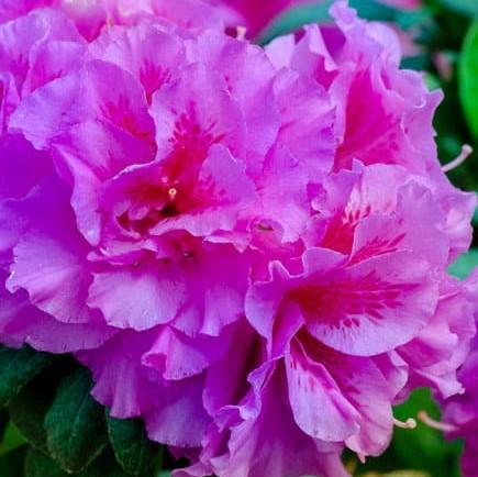 Rhododendron ‘Roblezd’  - Encore® Autumn Majesty™ Azalea - Shipped