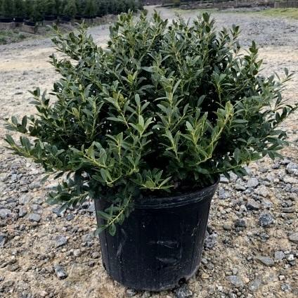 Ilex crenata 'Hoogendorn'  - Hoogendorn Holly - Shipped