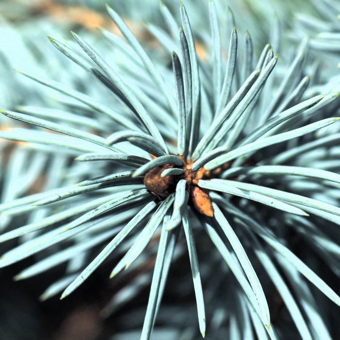 Picea pungens 'Baby Blue'  - Baby Blue Spruce - Shipped