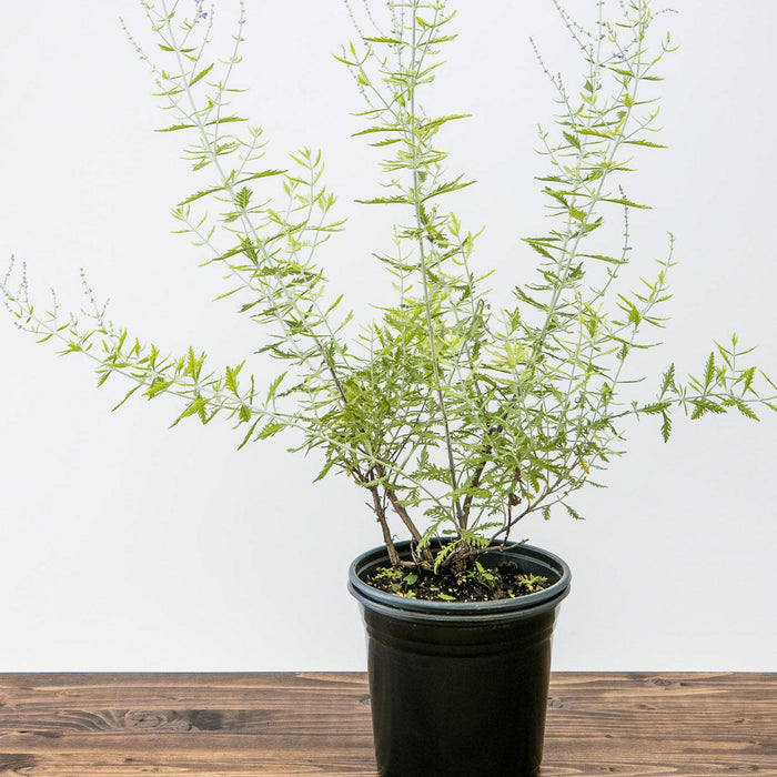 Perovskia atriplicifolia  - Russian Sage - Shipped