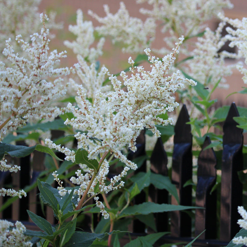 Bridal Veil Astilbe - Shipped