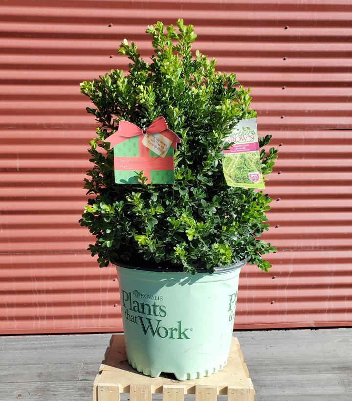 Buxus 'Cranberry Creek' - Shipped