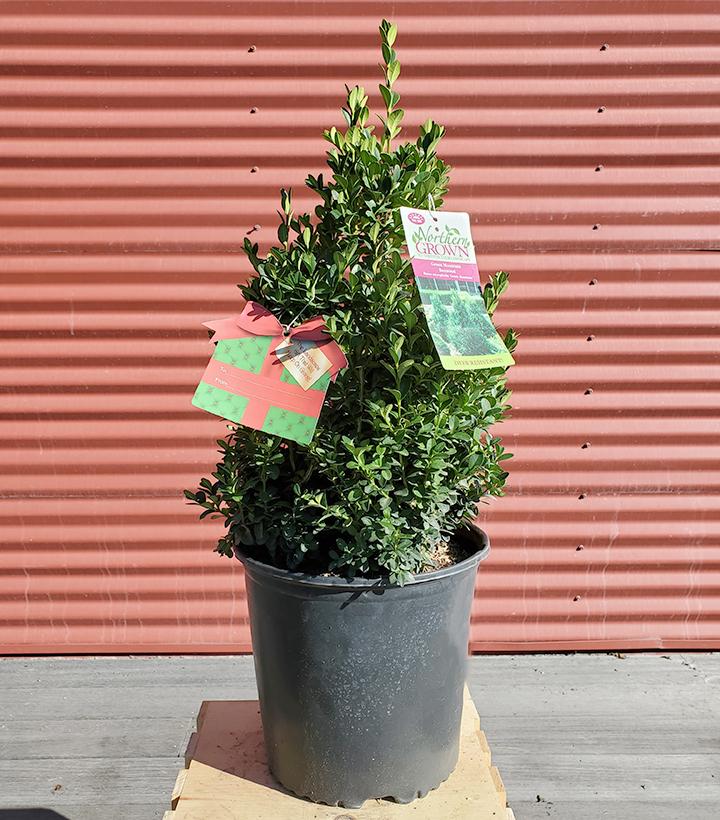 Buxus micro. jap. 'Green Mountain' - Shipped