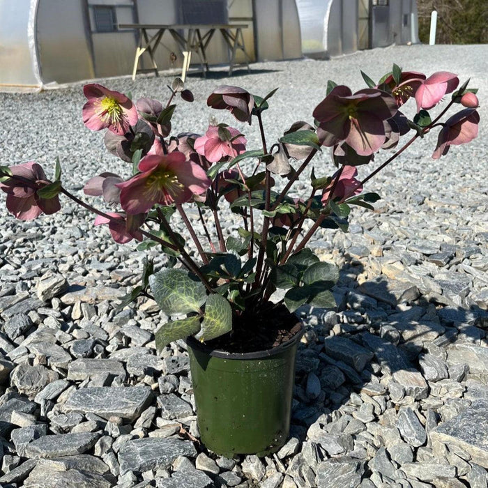 Helleborus x hybridus 'ABCRD01'  - FrostKiss™ Penny's Pink® Lenten Rose - Shipped