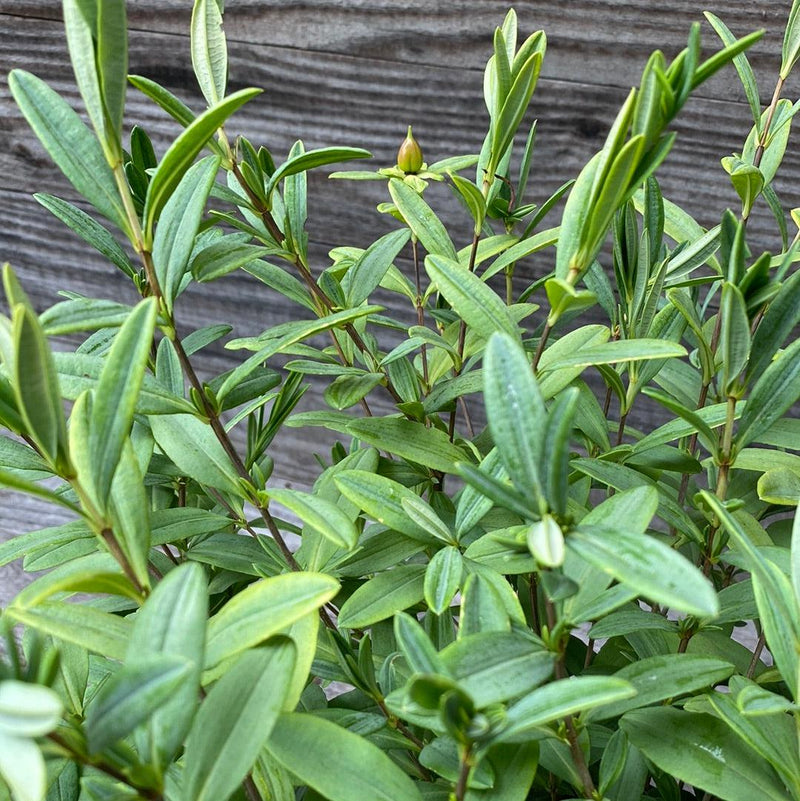 Sunburst St. John's Wort - Shipped