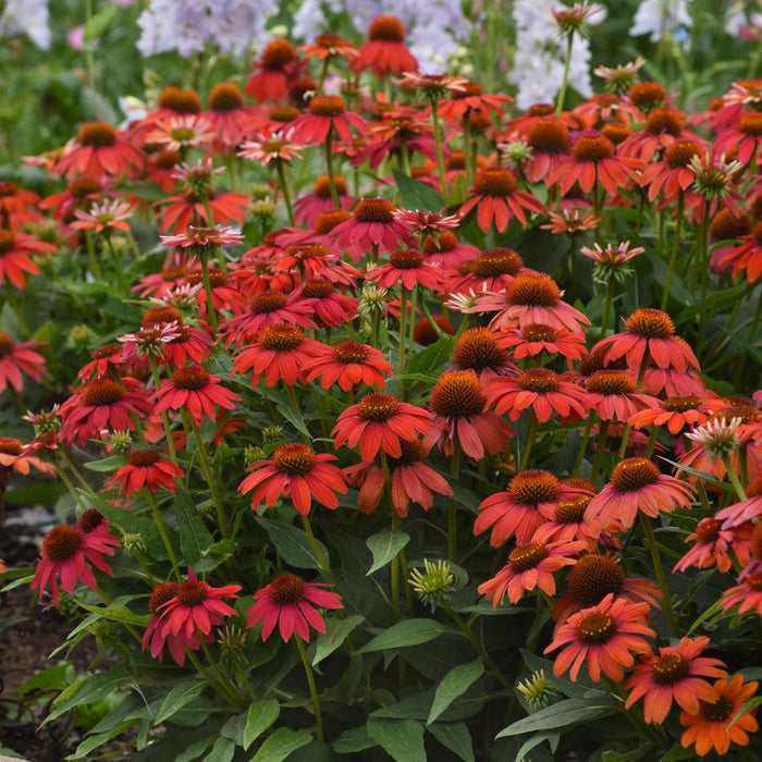 Echinacea 'PAS1257973'  - Artisan™ Red Ombre Coneflower - Shipped