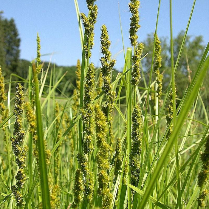 Carex vulpinoidea  - Fox Sedge - Shipped