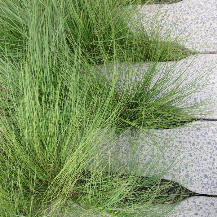 Carex pensylvanica  - Pennsylvania Sedge - Shipped