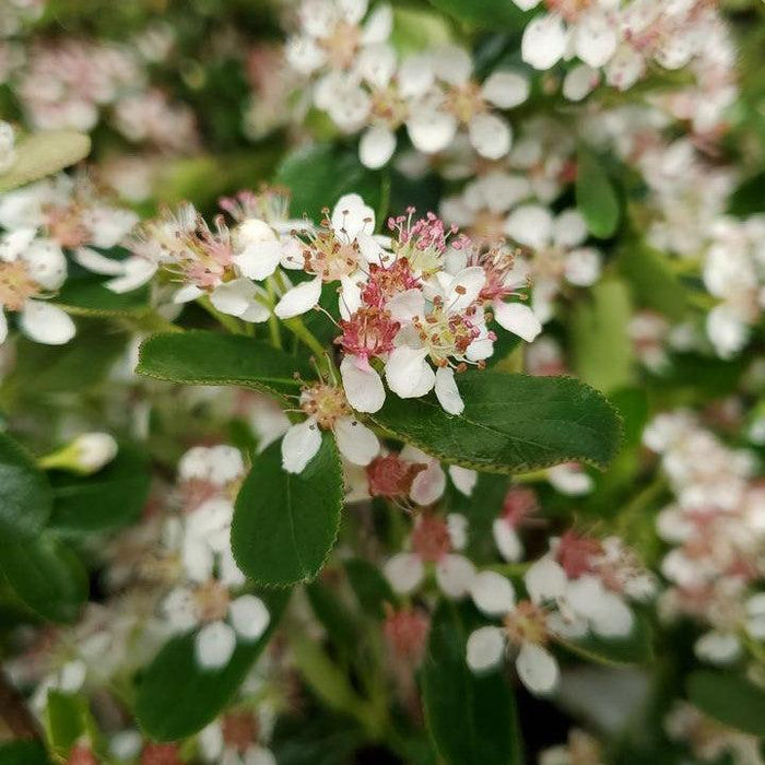 Aronia melanocarpa 'UCONNAM012'  - PW® Ground Hug® Aronia - Shipped