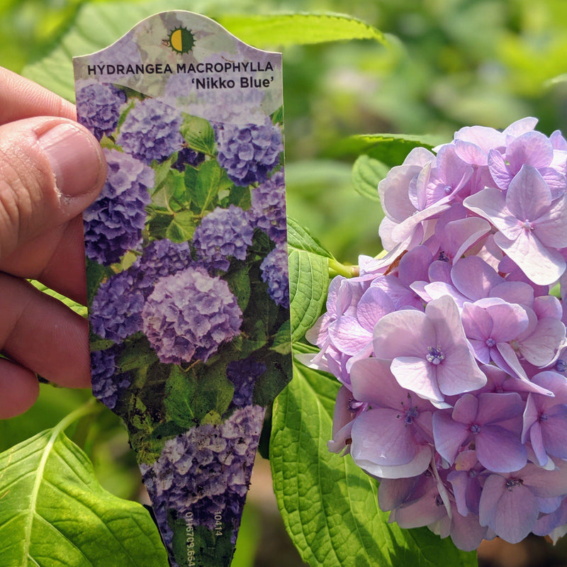 Nikko Blue Hydrangea - Shipped