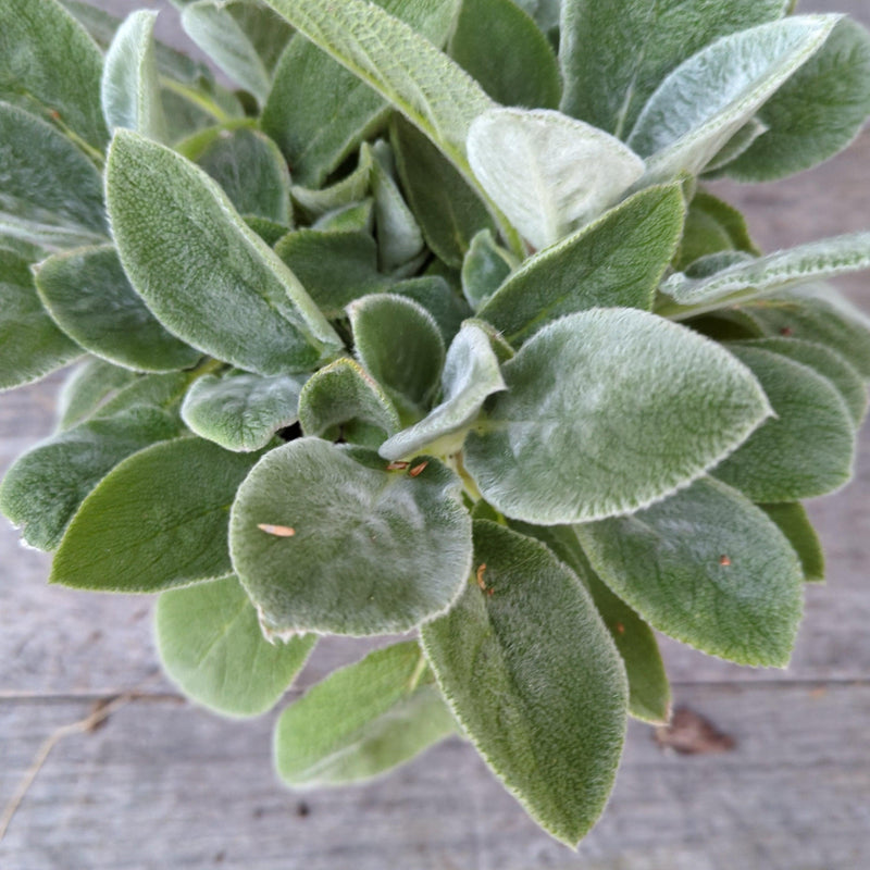 Giant Lamb's Ear - Shipped