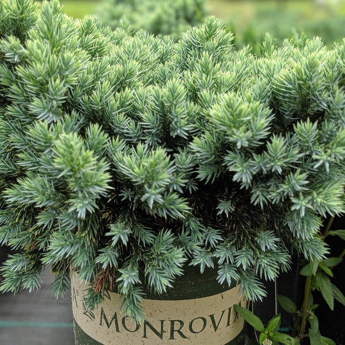Juniperus squamata 'Blue Star'  - Blue Star Juniper - Shipped
