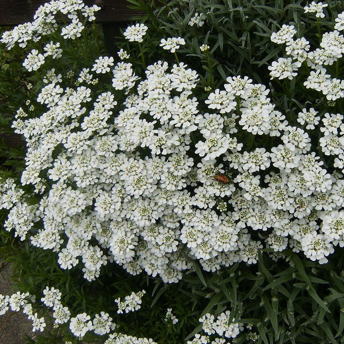 Iberis sempervirens 'Snowsurfer'  - Snowsurfer™ Candytuft - Shipped