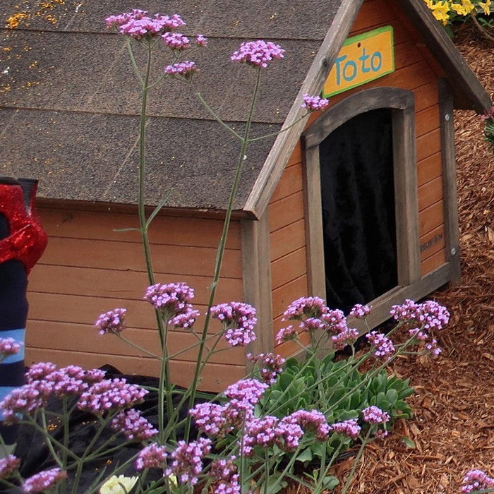 Verbena bonariensis 'Lollipop'   - Lollipop Verbena - Shipped