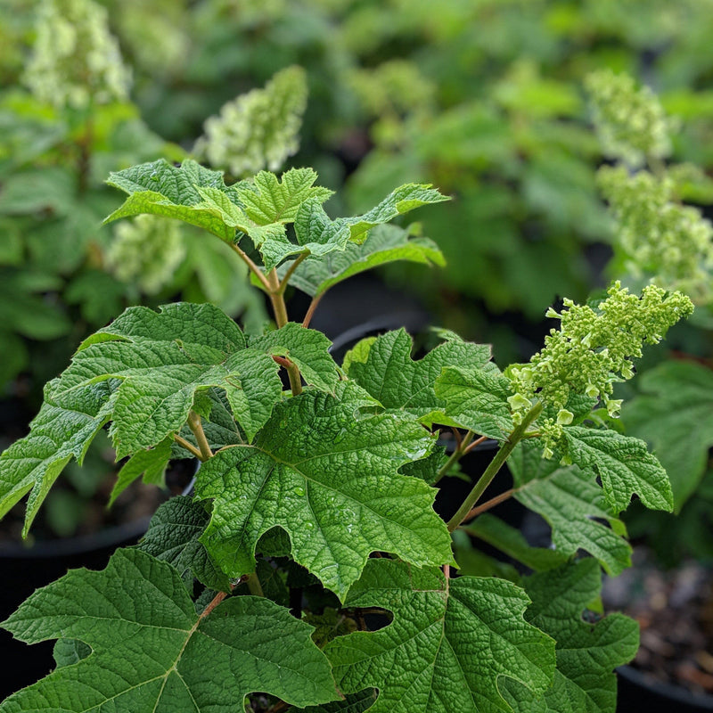 Ruby Slippers Oakleaf Hydrangea - Shipped