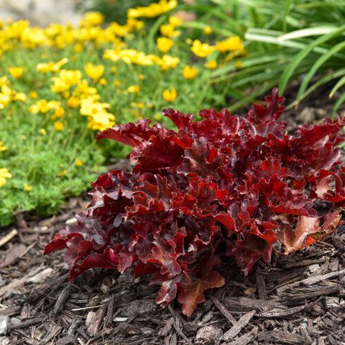 Heuchera 'Cherry Truffles'  - Dolce® Cherry Truffles Heuchera - Shipped