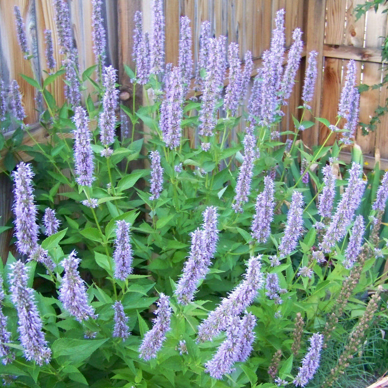 Blue Fortune Giant Hyssop - Shipped