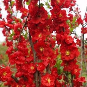PW® Double Take™ Scarlet Flowering Quince - Shipped