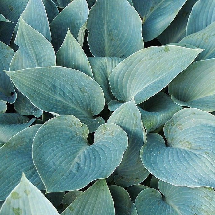 Hosta 'Halcyon'  - Halcyon Hosta - Shipped