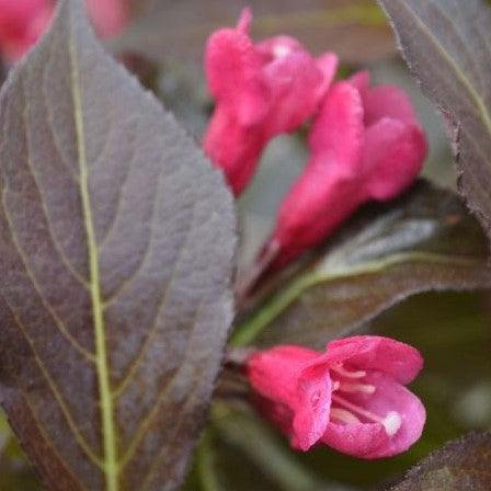 Spilled Wine® Weigela - Shipped