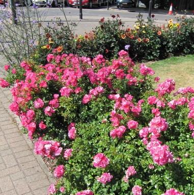 Flower Carpet® Pink Supreme Rose - Shipped