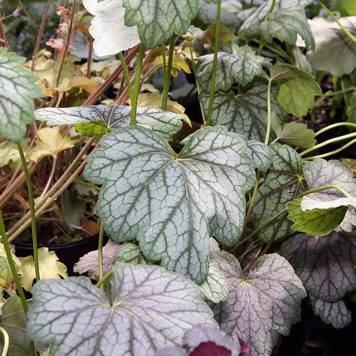 Heuchera americana 'Green Spice'  - Green Spice Coral Bells - Shipped