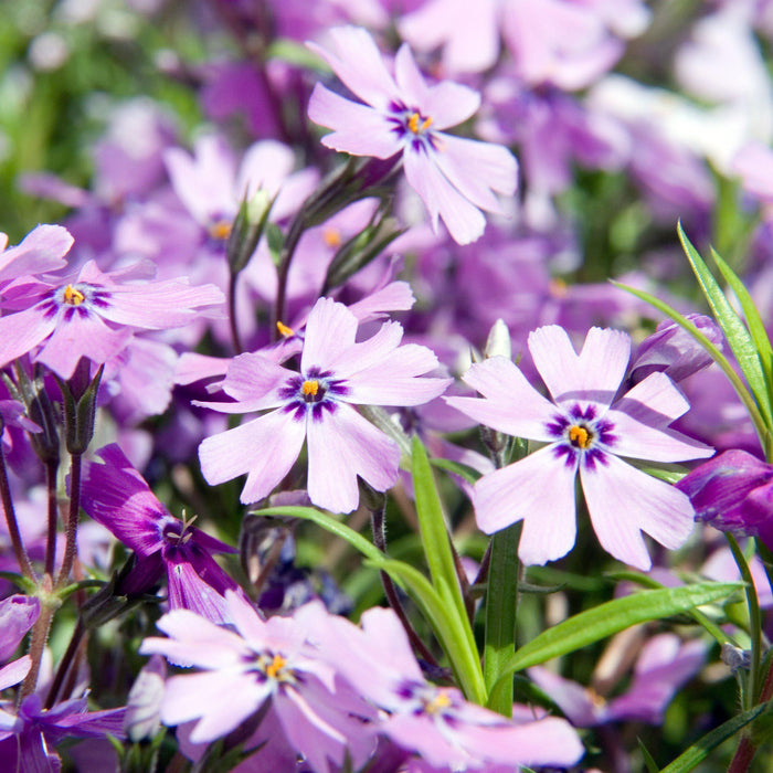 Phlox subulata 'Purple Beauty'  - Purple Beauty Creeping Phlox - Shipped