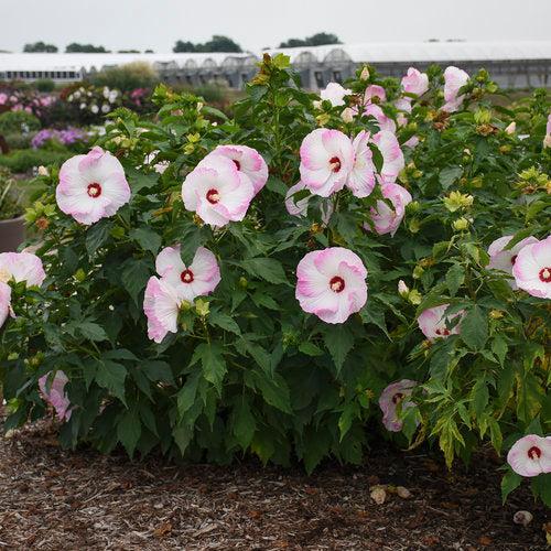 Hibiscus 'Ballet Slippers'  - Summerific® Ballet Slippers Hibiscus - Shipped