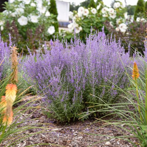 Sage Advice Russian Sage - Shipped