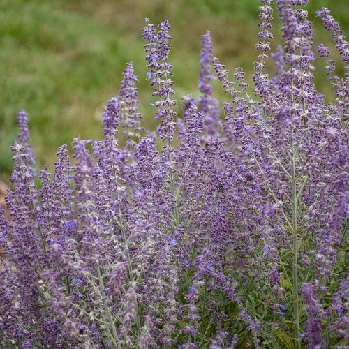Sage Advice Russian Sage - Shipped