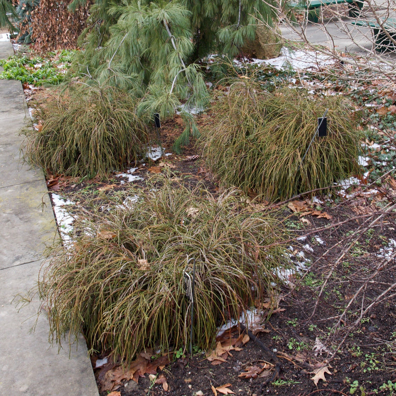 Whipcord Arborvitae - Shipped