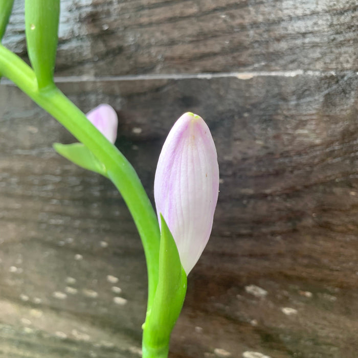 Hosta 'Guacamole'  - Guacamole Hosta - Shipped