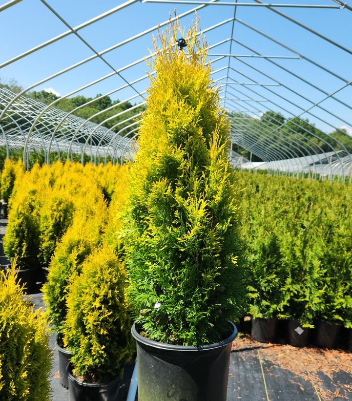Thuja occ. Amber Gold - Shipped