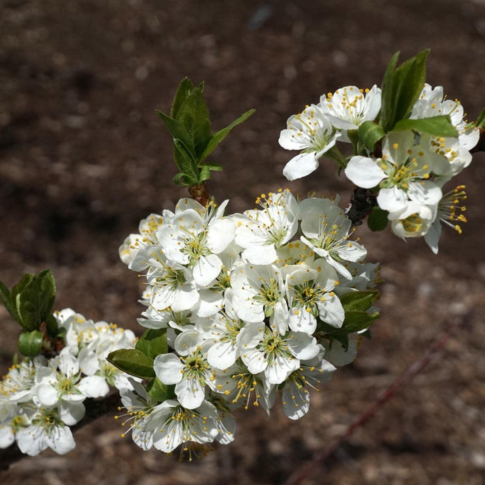 Prunus maritima  - Beach Plum - Shipped