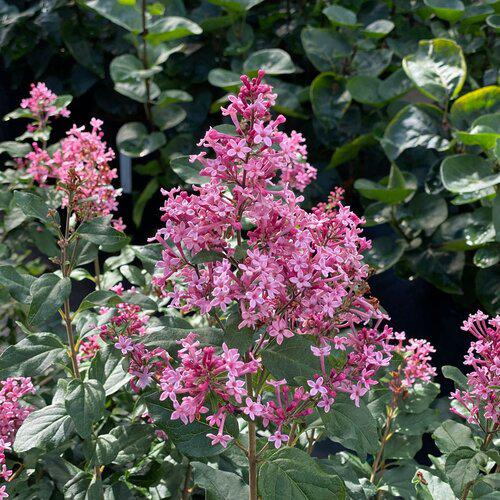 Syringa x 'SMNSPH' USPP 35,93  - Bloomerang® Ballet™ Lilac - Shipped
