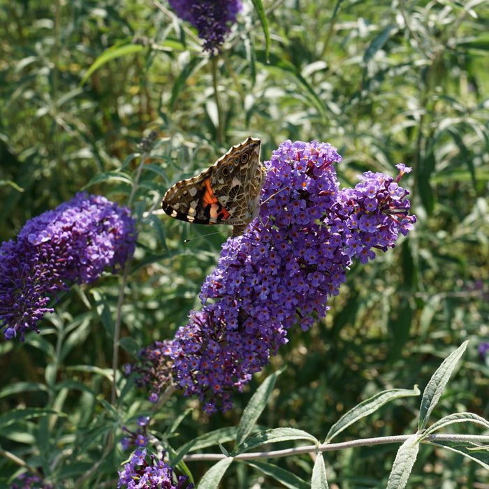Buddleja davidii 'Nanho Blue'  - Nanho Blue Butterfly Bush - Shipped