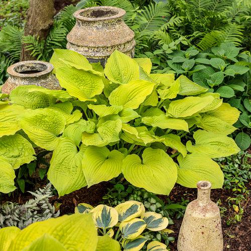 Hosta 'Coast To Coast' PP26,469  - PW® Shadowland® Coast To Coast Hosta - Shipped